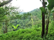 A portion of the Darien Gap in Panama's Darien province. Credit: UrbanUnique/Shutterstock.